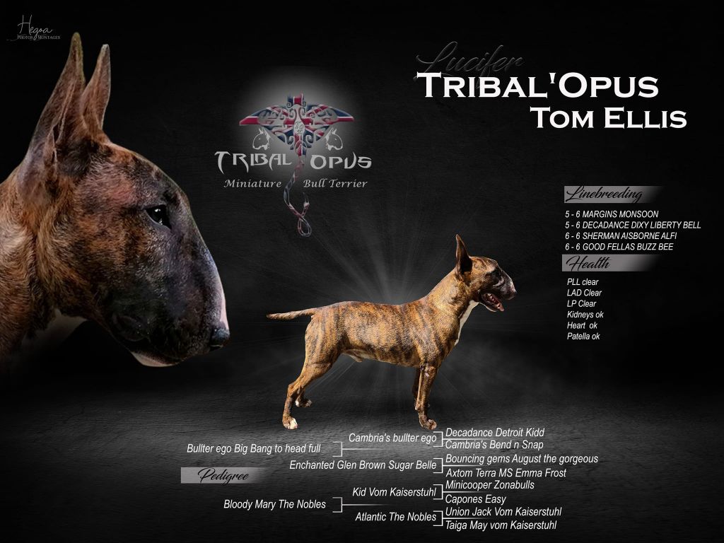 Tribal Opus Tom ellis