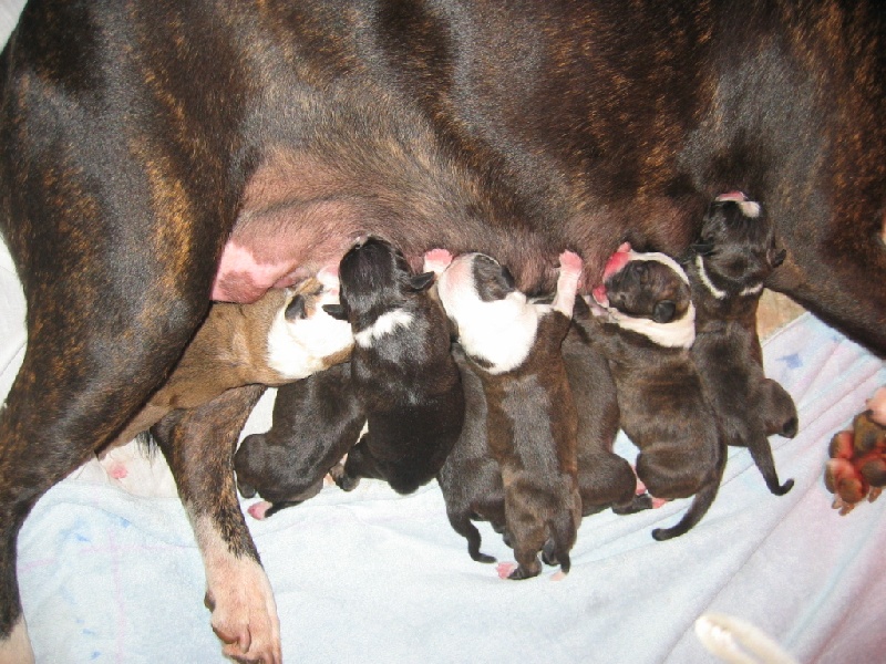 Tribal Opus - American Staffordshire Terrier - Portée née le 06/12/2008