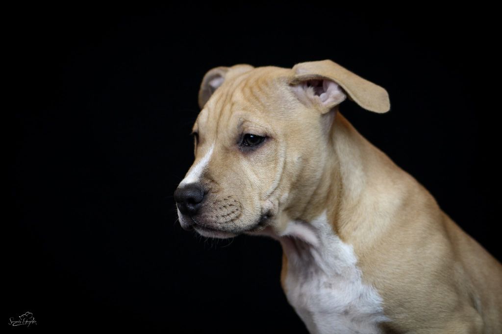 chiot American Staffordshire Terrier Tribal Opus