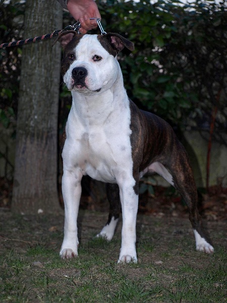 Tribal Opus Deep snow des terres indiennes