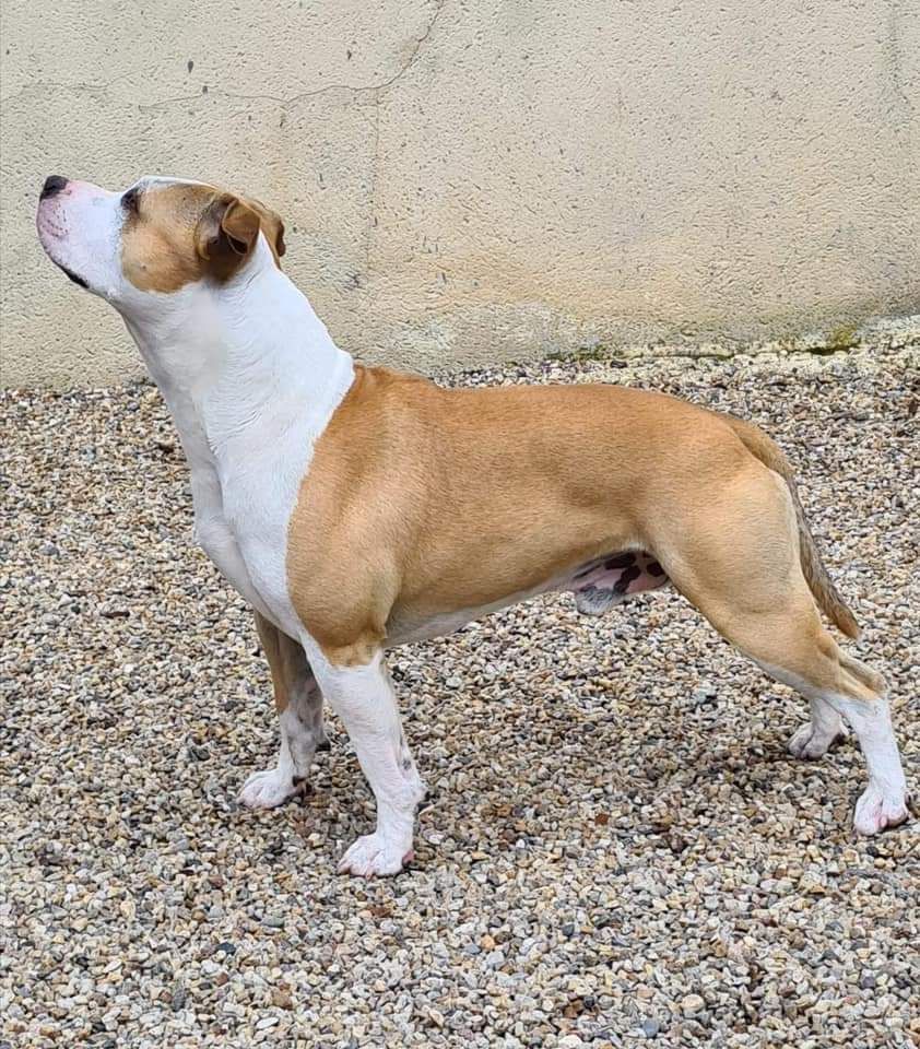 CH. Tribal Opus Notorius big