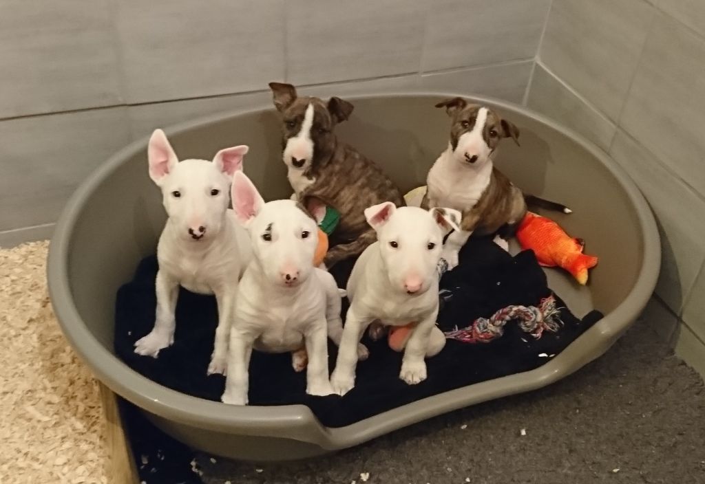 Chiot Bull Terrier Miniature Tribal Opus