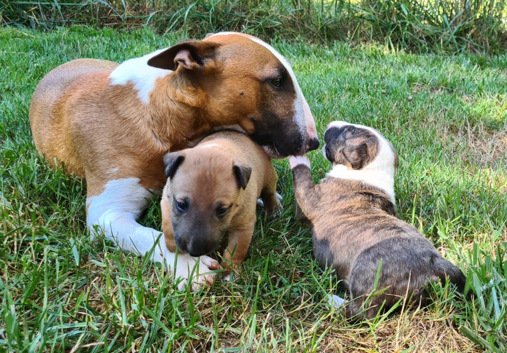 Chiot Bull Terrier Miniature Tribal Opus