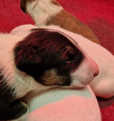 Chiot N°1