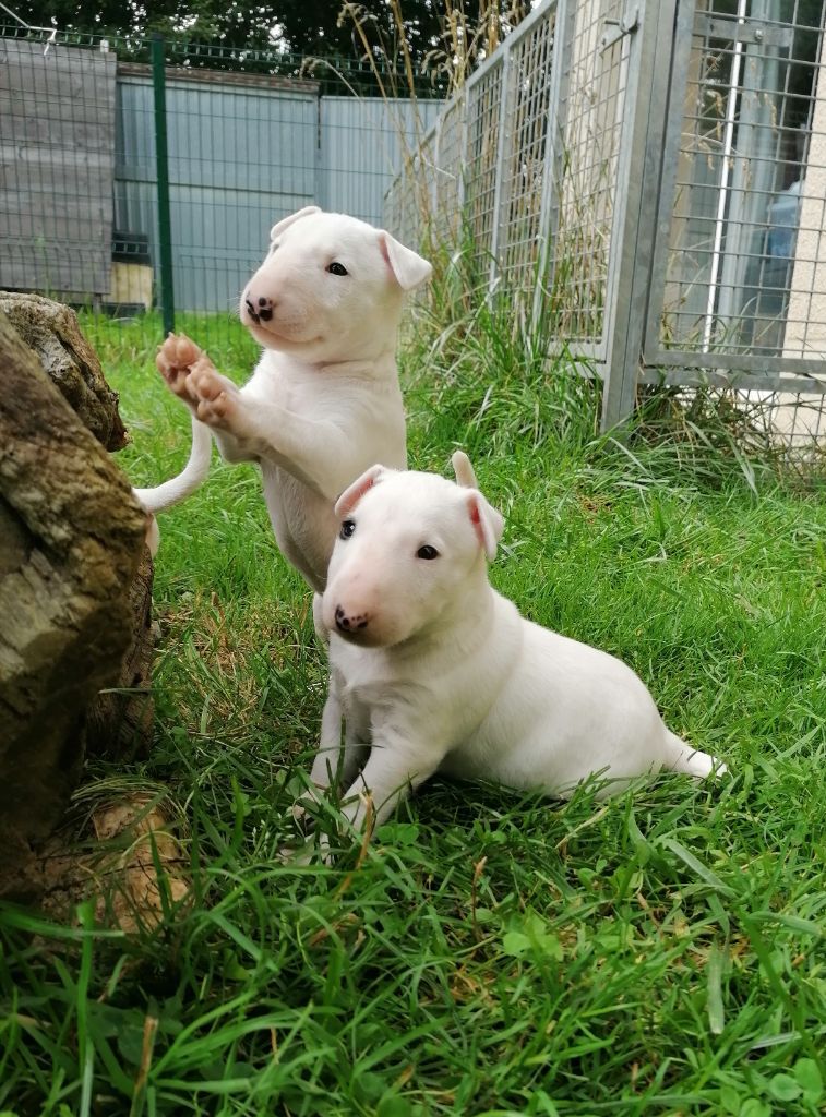 Chiot Bull Terrier Miniature Tribal Opus